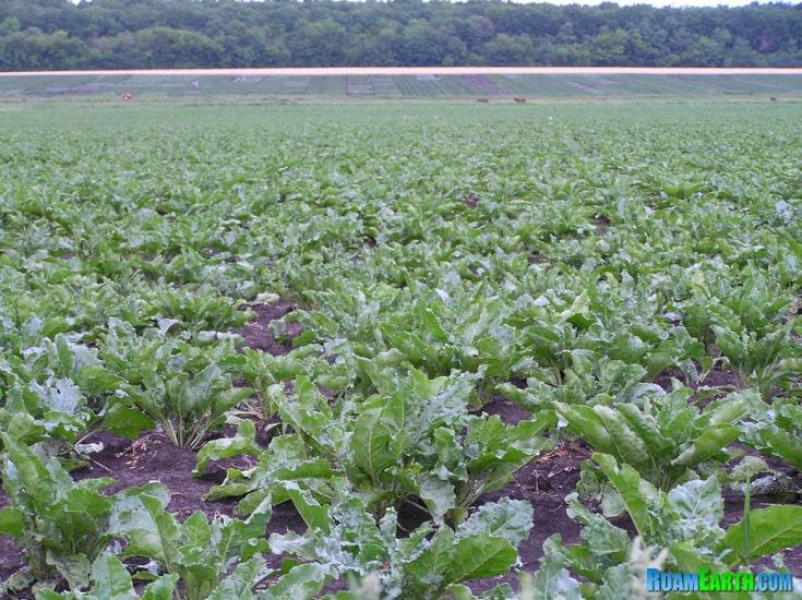 Амвросіївка з panoramio.com - Amvrosiyivka