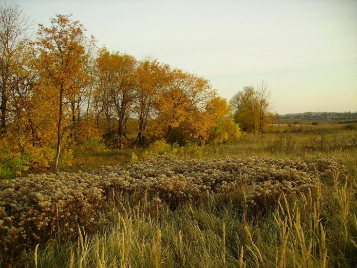 Малоорлівка з panoramio.com - Maloorlivka