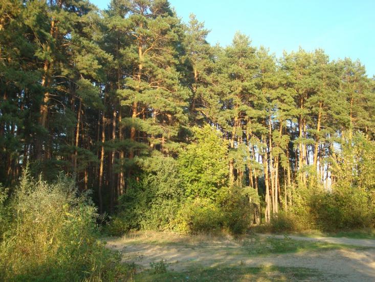 Підлиман з panoramio.com - Подлиман