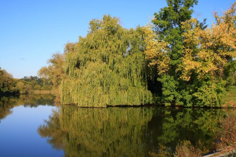 Шевченкове з panoramio.com - Шевченкове