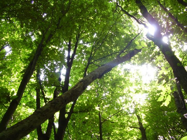 Коржівці з panoramio.com - Korzhivtsi
