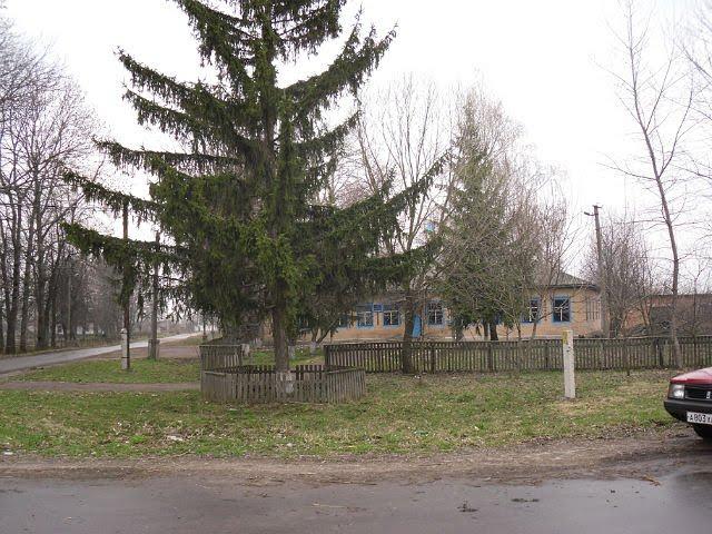 Вільшане з panoramio.com - Vilshane