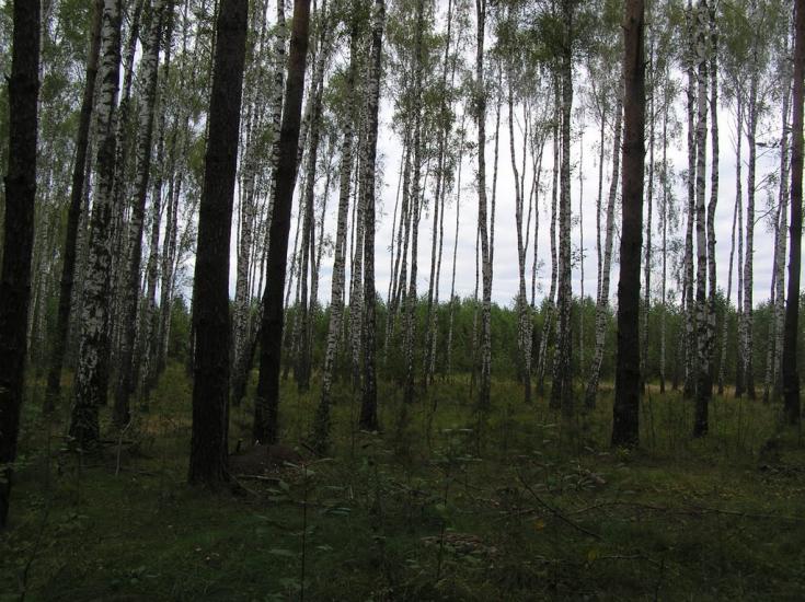 Струмок з panoramio.com - Струмок