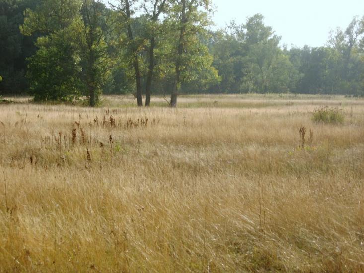 Лукищина з panoramio.com - Lukyschyna