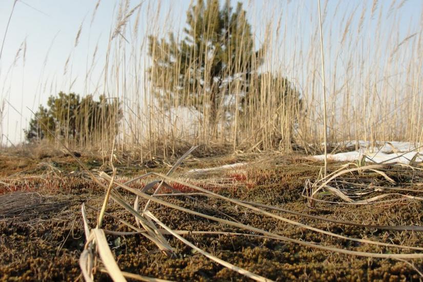 Звози з panoramio.com - Звозы