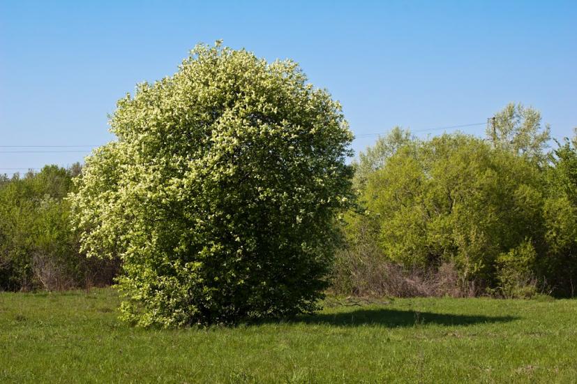 Свяття з panoramio.com - Свяття