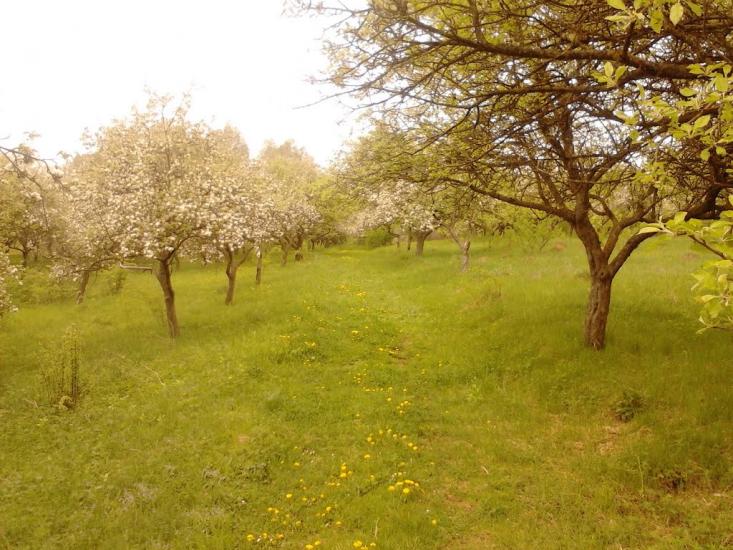 Горбівці з panoramio.com - Gorbivtsi