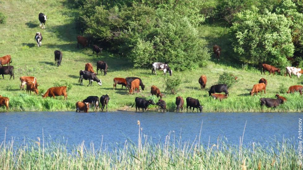 Розанівка з panoramio.com - Rozanivka