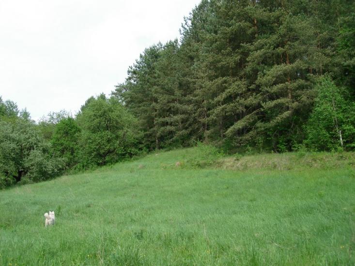 Мліїв з panoramio.com - Млиев
