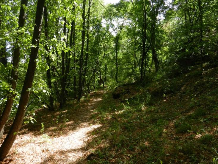 Куріпчине з panoramio.com - Kuripchyne