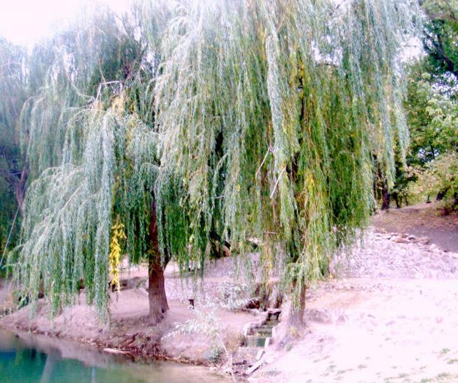 Терпіння з panoramio.com - Терпенье