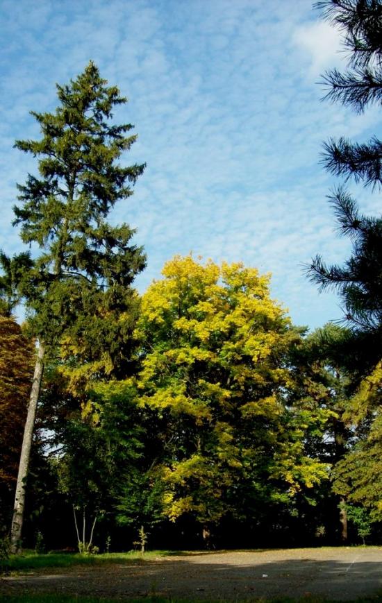 Думени з panoramio.com - Думени