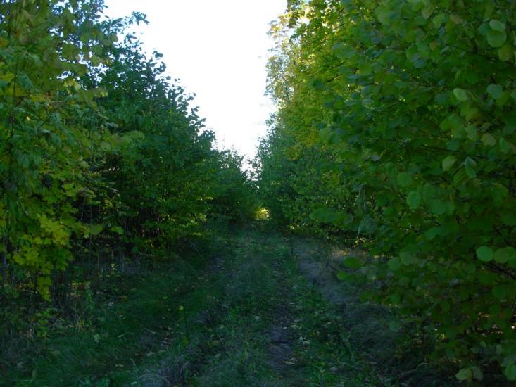 Старий Мерчик з panoramio.com - Старий Мерчик