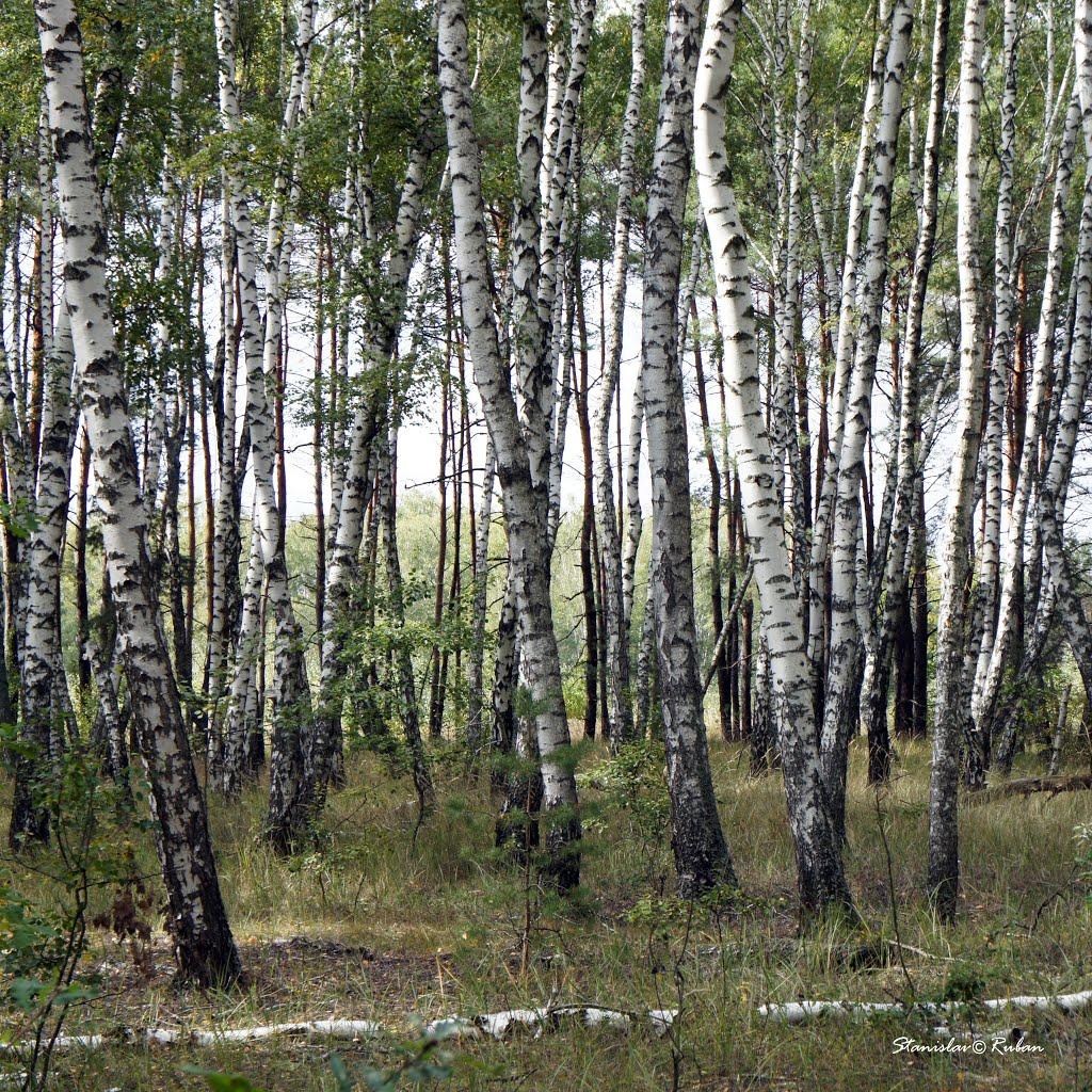 Зачепилівка з panoramio.com - Зачепиловка