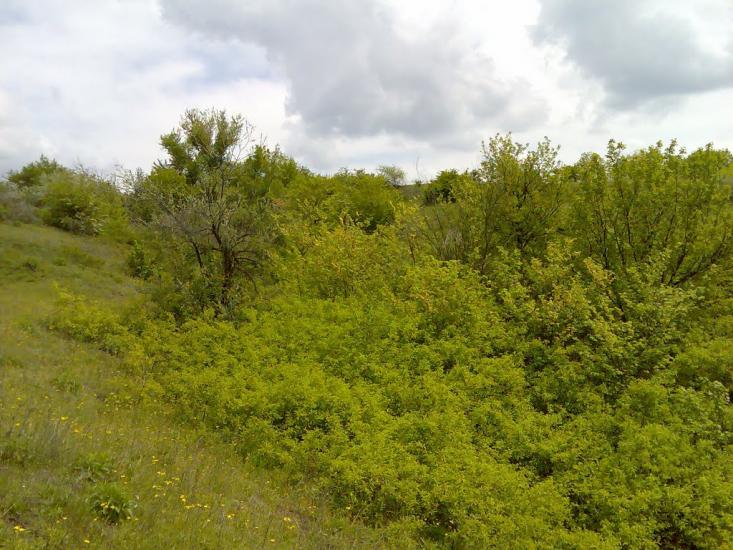 Фрунзівка з panoramio.com - Фрунзівка
