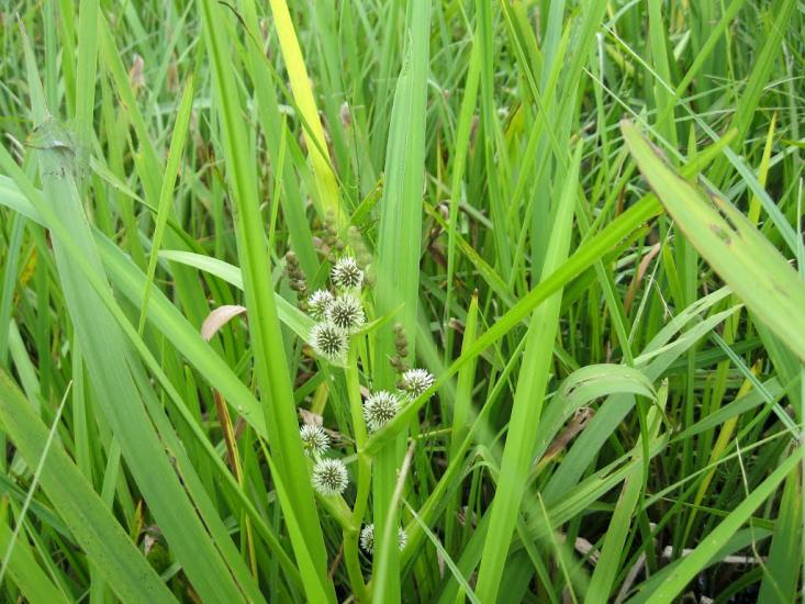 Золотковичі з panoramio.com - Золотковичі