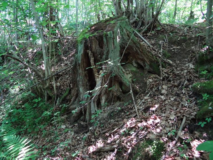 Тячів з panoramio.com - Тячів