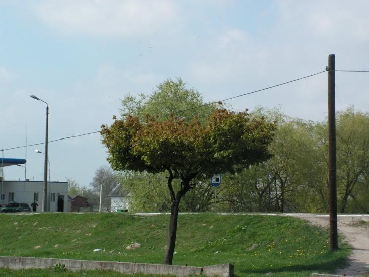 Любомль з panoramio.com - Любомль
