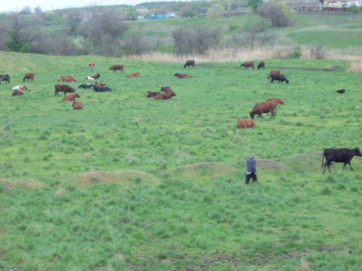 Любимівка з panoramio.com - Любимівка