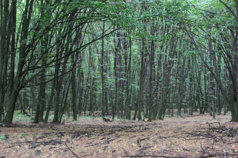 Вербівка з panoramio.com - Вербівка