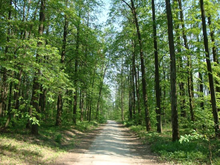 М'ясківка з panoramio.com - М'ясківка