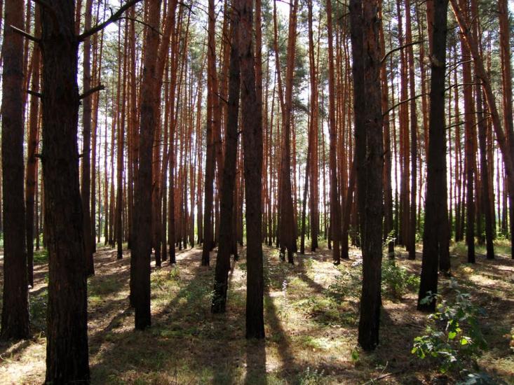 Красноград з panoramio.com - Krasnograd