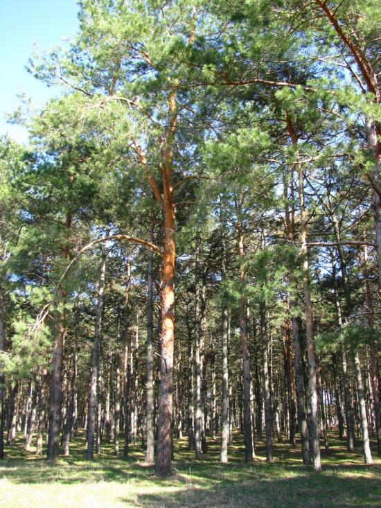 Малокаховка з panoramio.com - Малокаховка