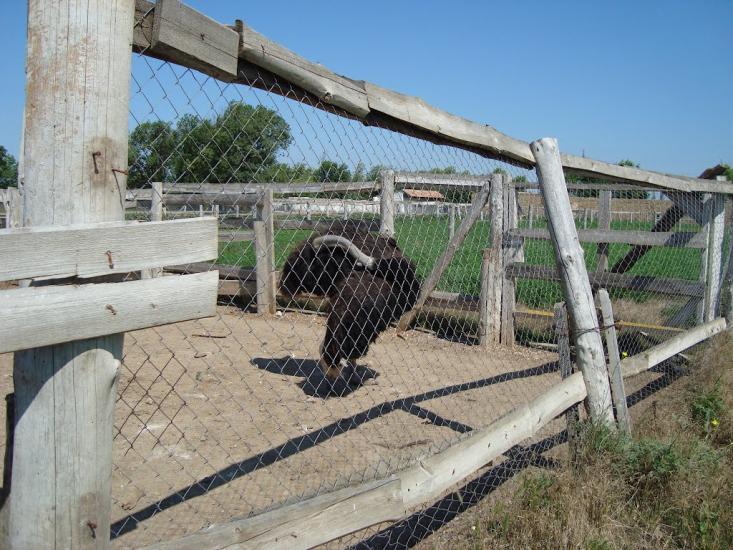 Чоботарка з panoramio.com - Чеботарка