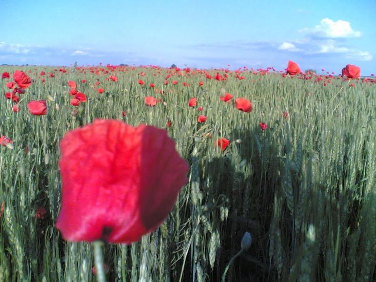 Волиця з panoramio.com - Волица