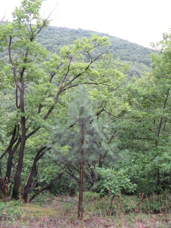 Гораївка з panoramio.com - Гораївка