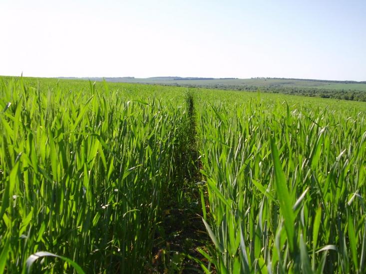 Коржівці з panoramio.com - Korzhivtsi
