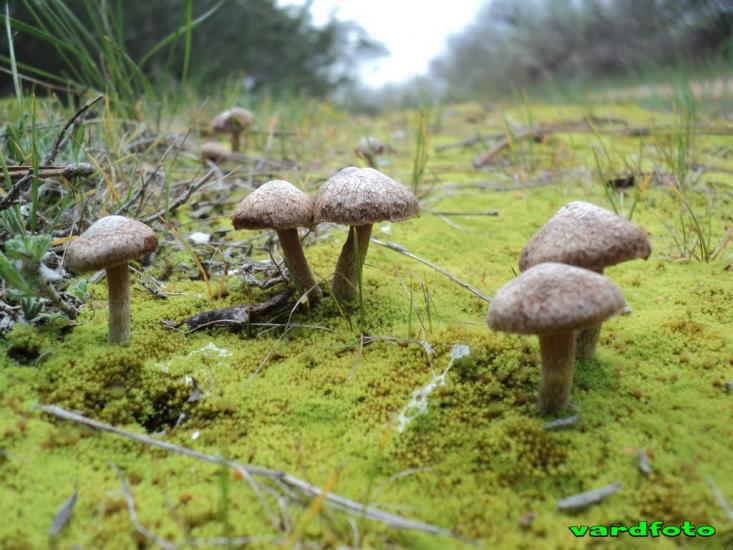 Пісочне з panoramio.com - Пісочне