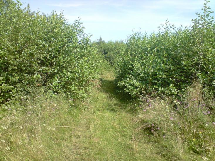 Конів з panoramio.com - Конів