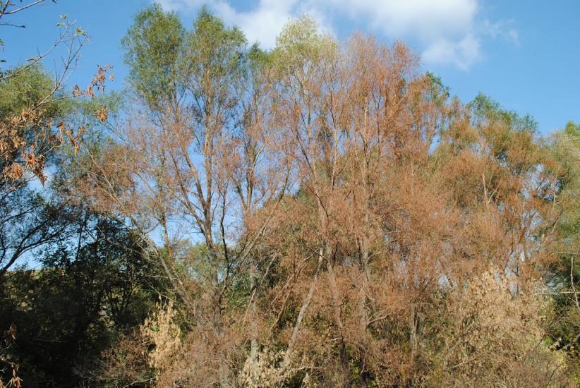 Лутугине з panoramio.com - Лутугино