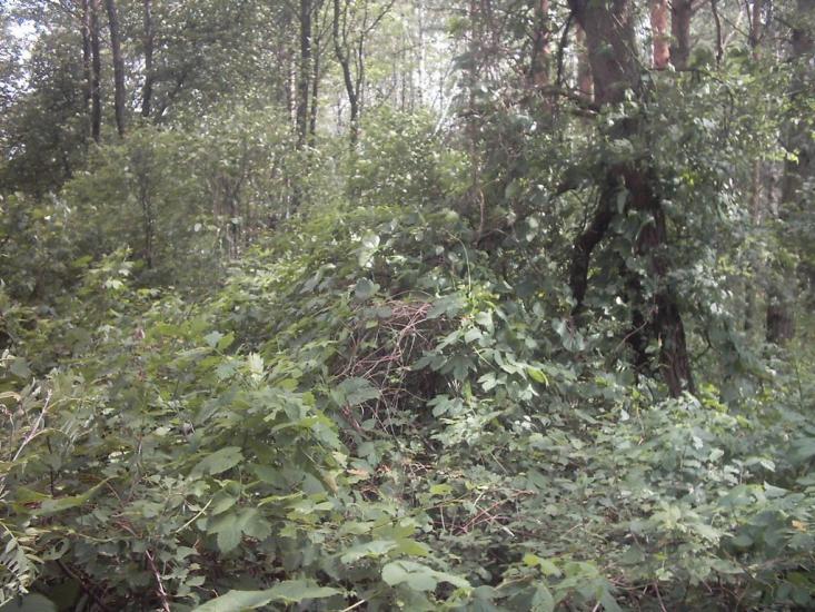 Коцюри з panoramio.com - Коцюри