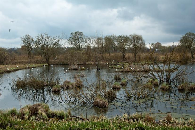 Ільпінь з panoramio.com - Ilpin