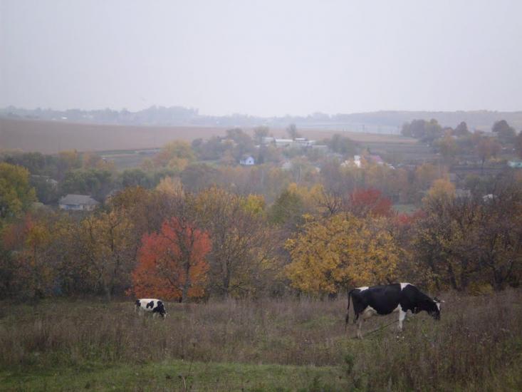 Пашківці з panoramio.com - Пашковцы