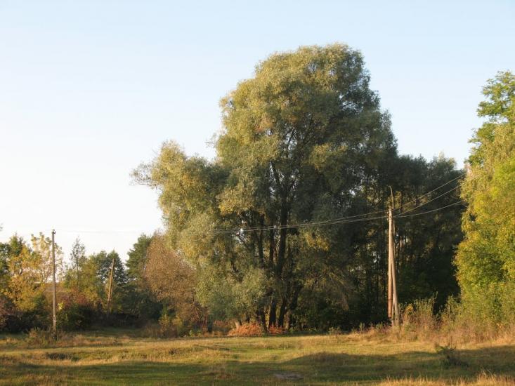 Осіч з panoramio.com - Осіч