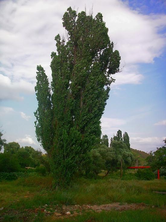 Піонерське з panoramio.com - Пионерское