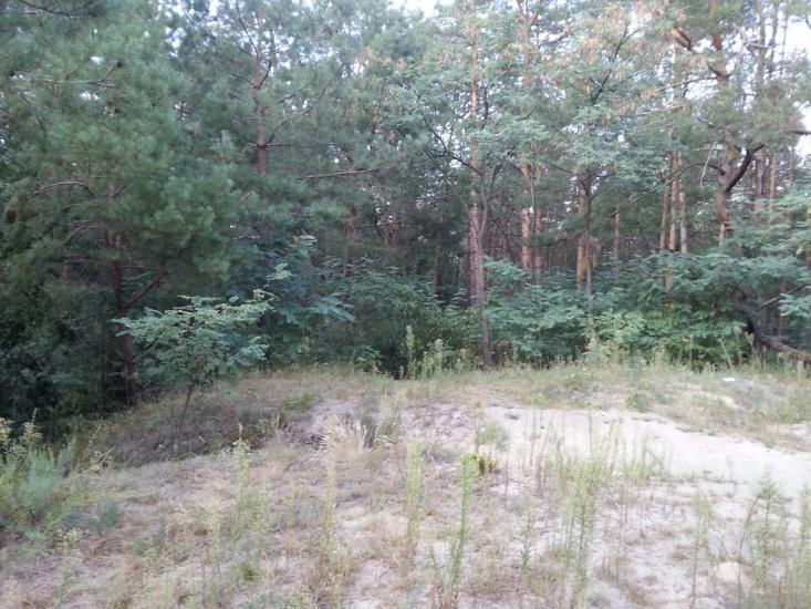 Княжичі з panoramio.com - Княжичі