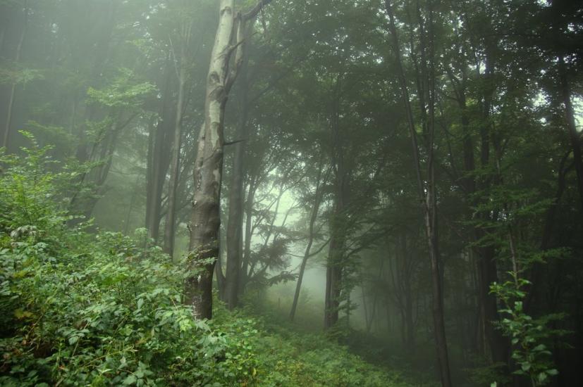 Руський Мочар з panoramio.com - Русский Мочар