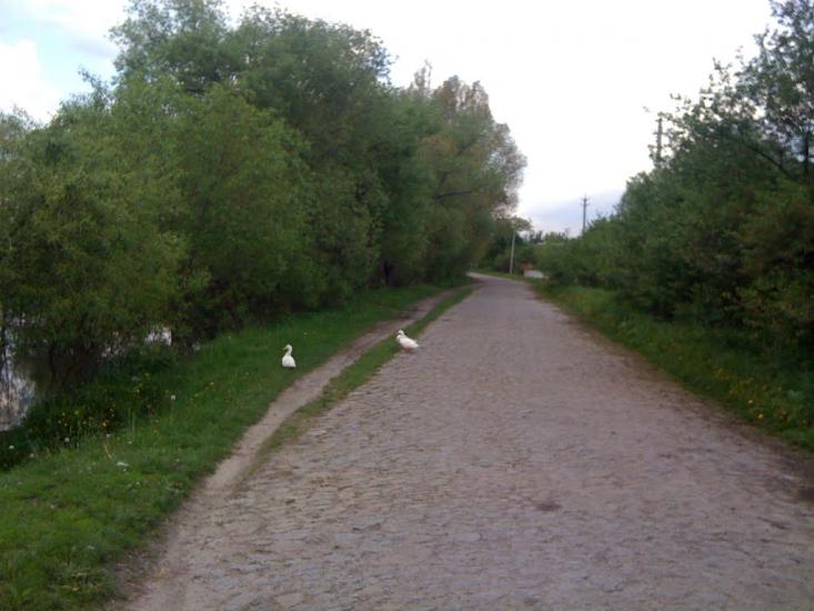 Дацьки з panoramio.com - Дацьки