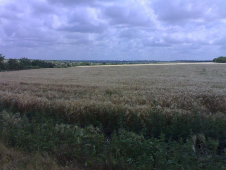 Ленінське Перше з panoramio.com - Ленінське Перше