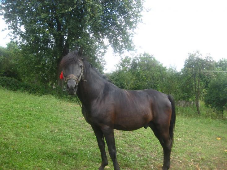 Ванчиківці з panoramio.com - Ванчиковцы