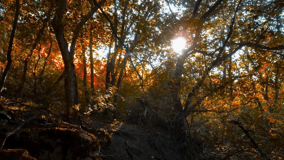 Куріпчине з panoramio.com - Kuripchyne