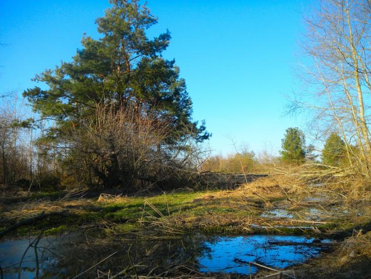 Турійськ з panoramio.com - Турийск