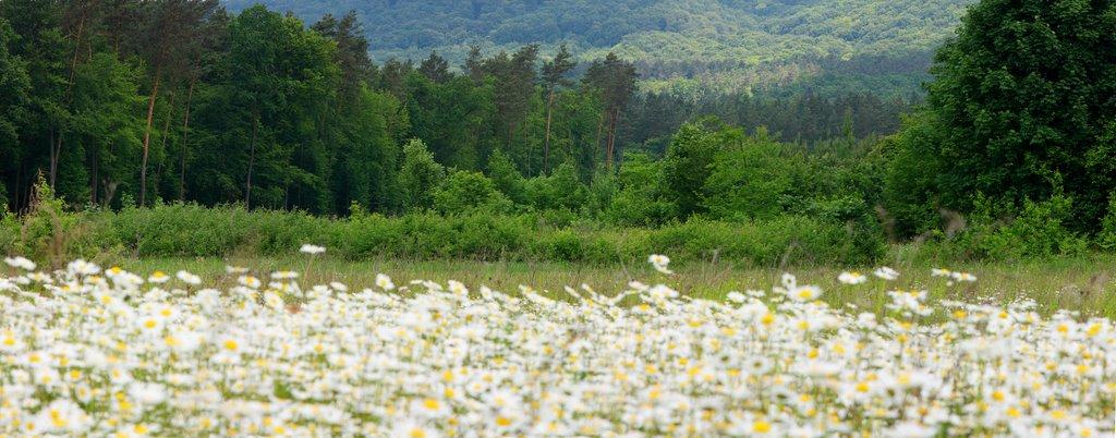 Гавареччина з panoramio.com - Гаваретчина