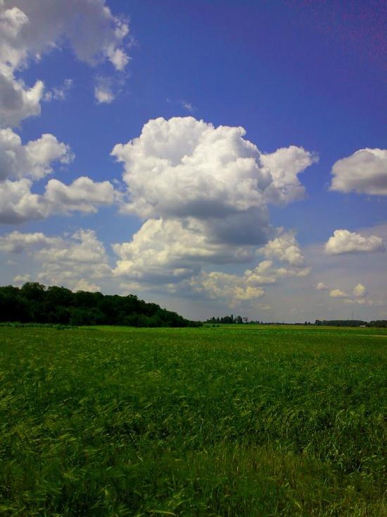 Шевченкове з panoramio.com - Шевченково
