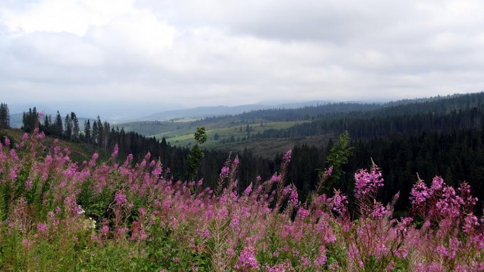 Опорець з panoramio.com - Oporets