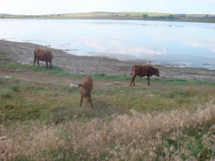 Хоминка з panoramio.com - Хоминка